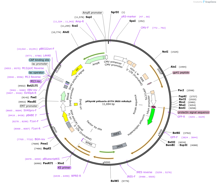 195698-plasmid-map-sequence-id-383665
