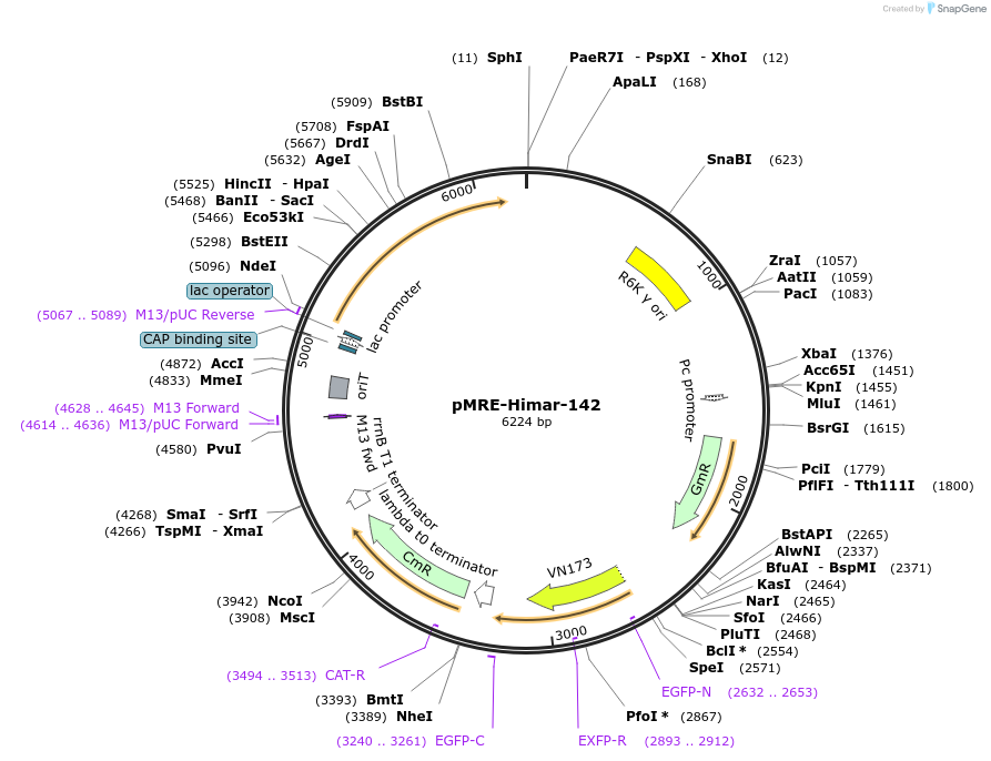 185931-plasmid-map-sequence-id-383668