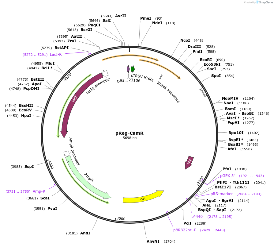 190615-plasmid-map-sequence-id-383670