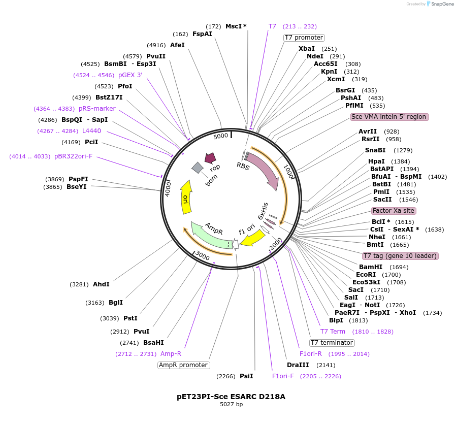 195608-plasmid-map-sequence-id-383674