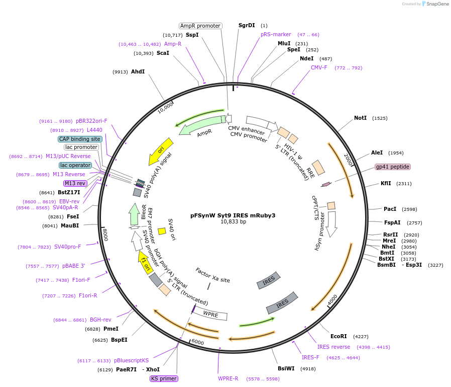 195700-plasmid-map-sequence-id-383678
