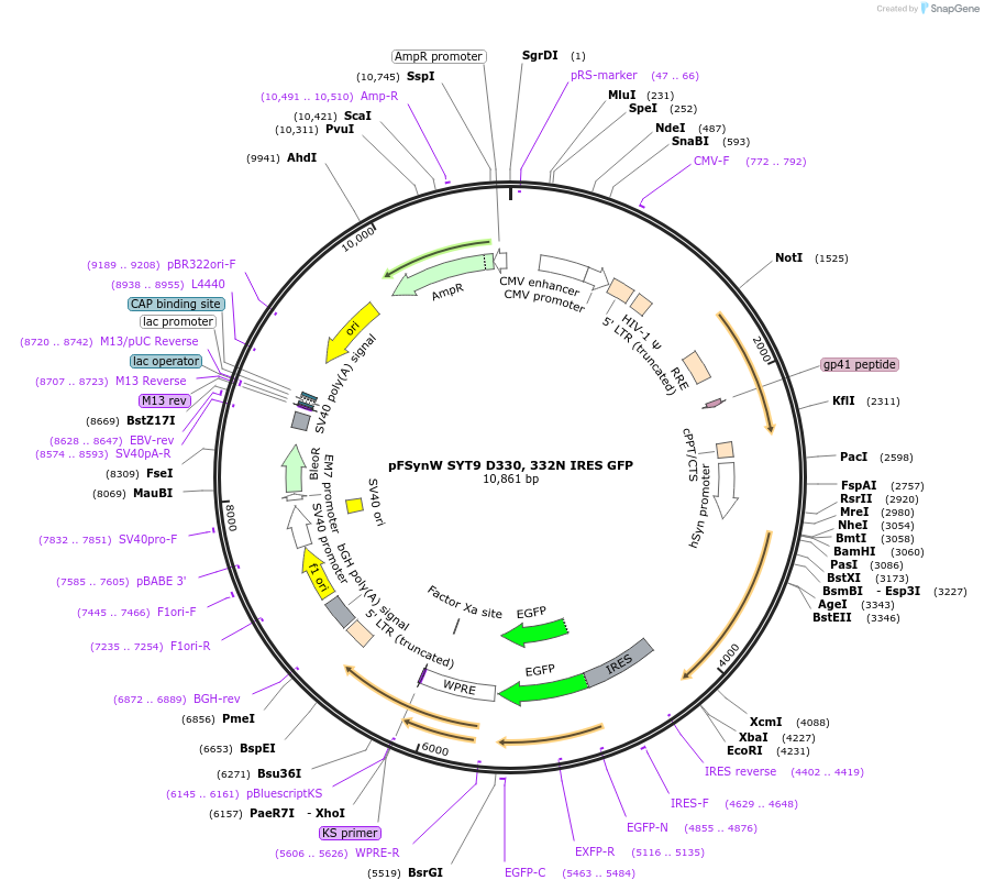 195702-plasmid-map-sequence-id-383683