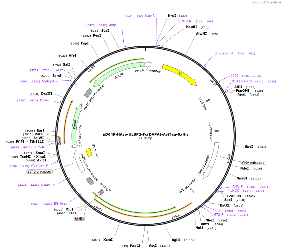 156596-plasmid-map-sequence-id-383688