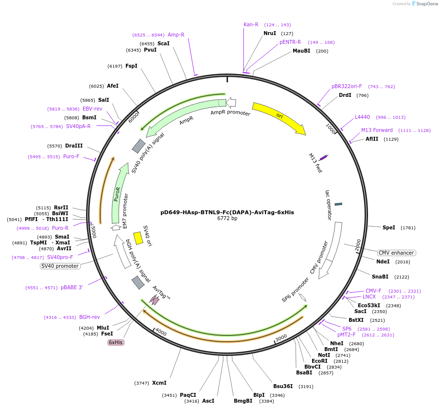 156665-plasmid-map-sequence-id-383690