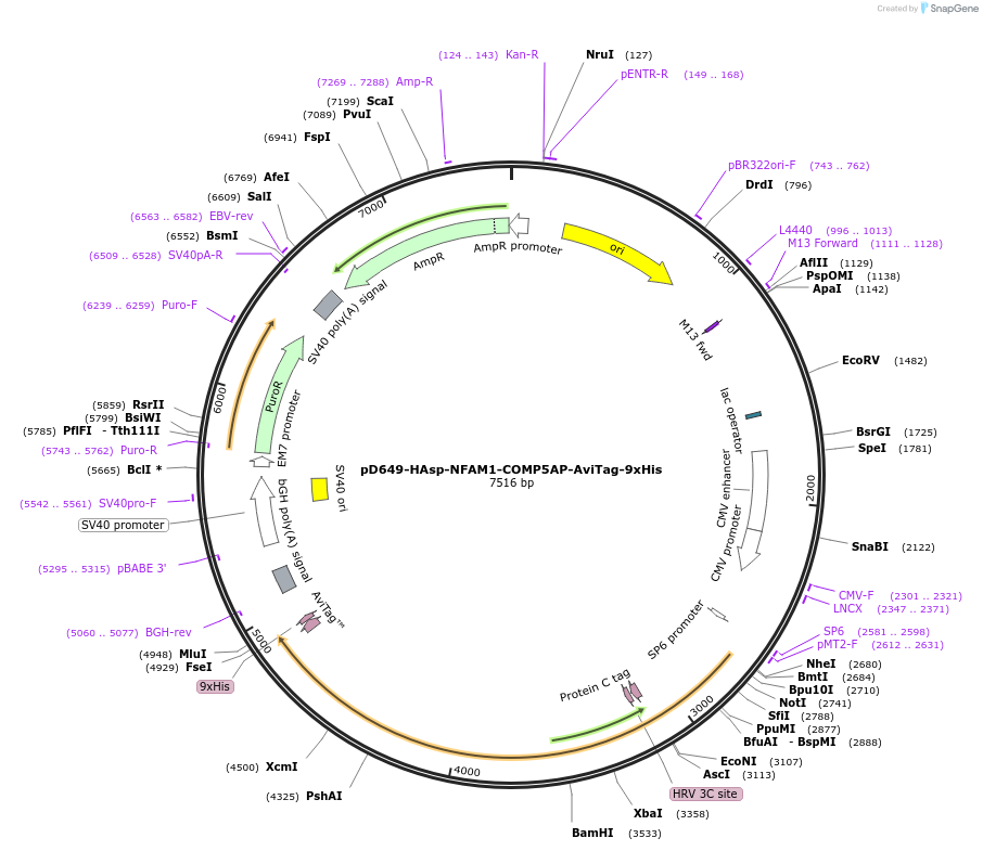 157066-plasmid-map-sequence-id-383696