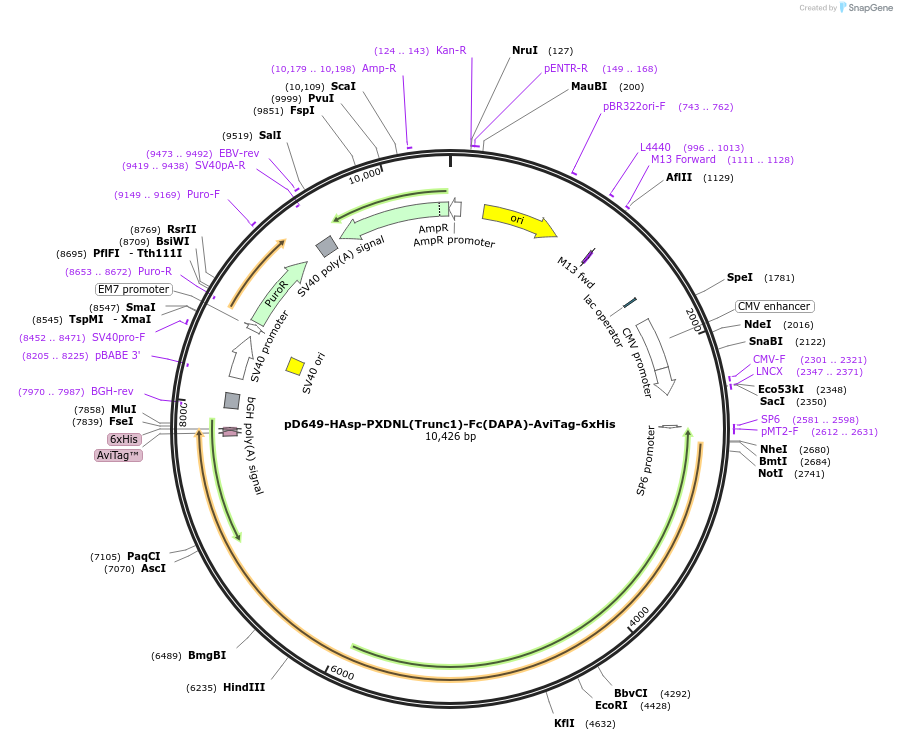 157041-plasmid-map-sequence-id-383700