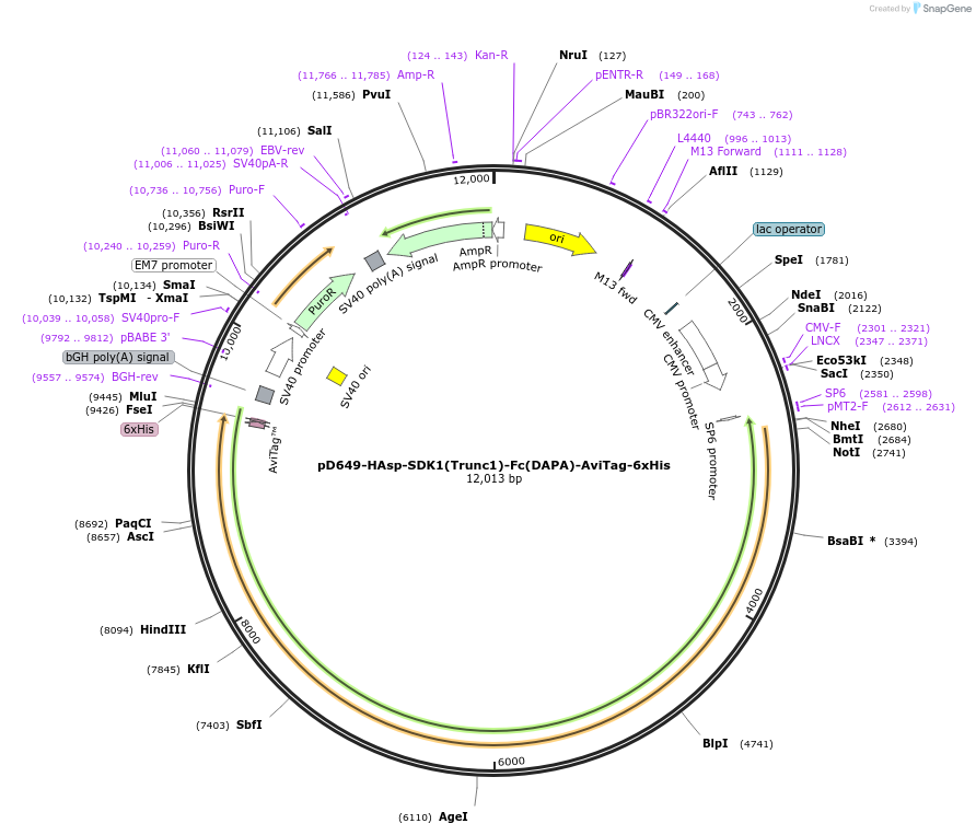 157051-plasmid-map-sequence-id-383701
