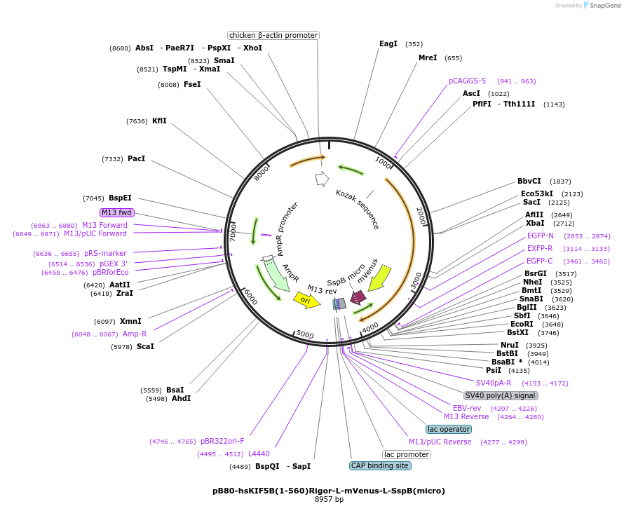 193721-plasmid-map-sequence-id-383728