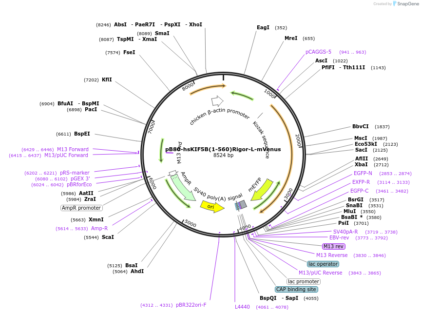 193720-plasmid-map-sequence-id-383731
