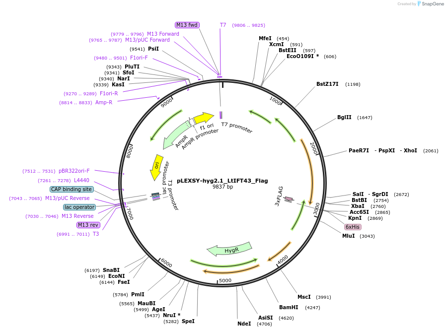 194433-plasmid-map-sequence-id-383732