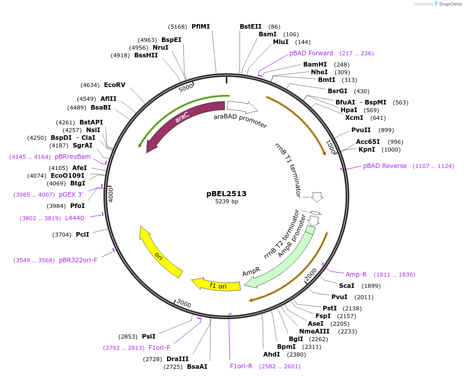 195627-plasmid-map-sequence-id-383734