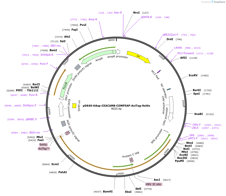 157294-plasmid-map-sequence-id-383747