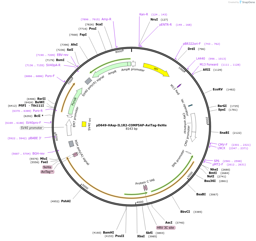 157333-plasmid-map-sequence-id-383749