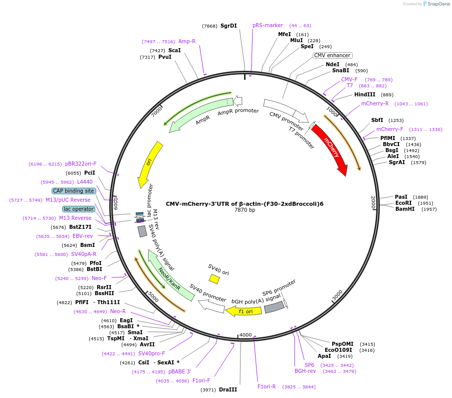 190162-plasmid-map-sequence-id-383750
