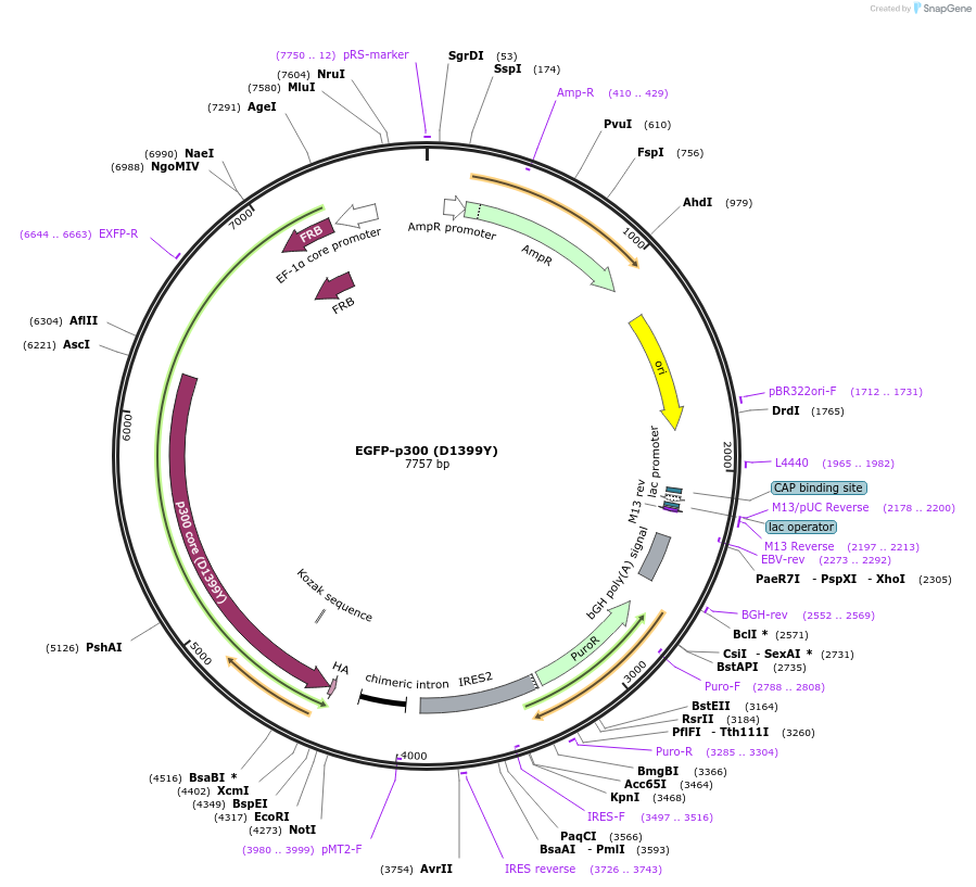 191763-plasmid-map-sequence-id-383798