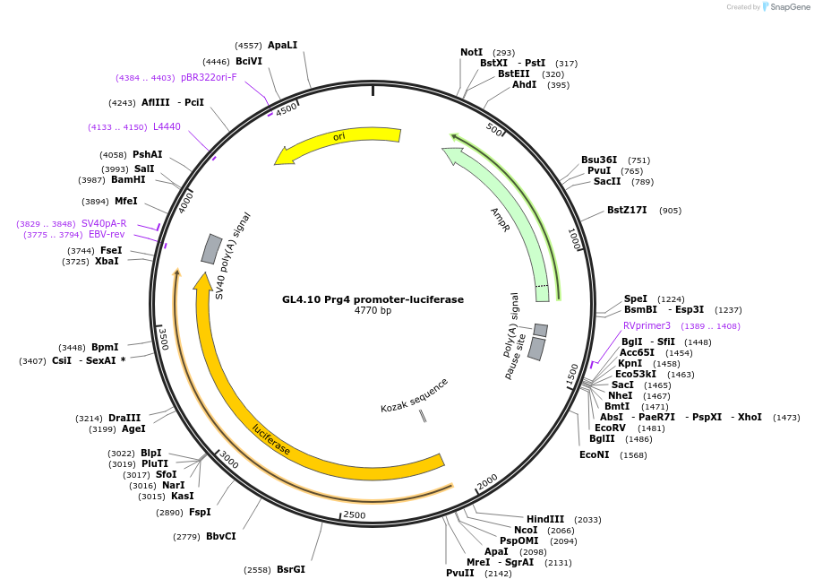 195034-plasmid-map-sequence-id-383810