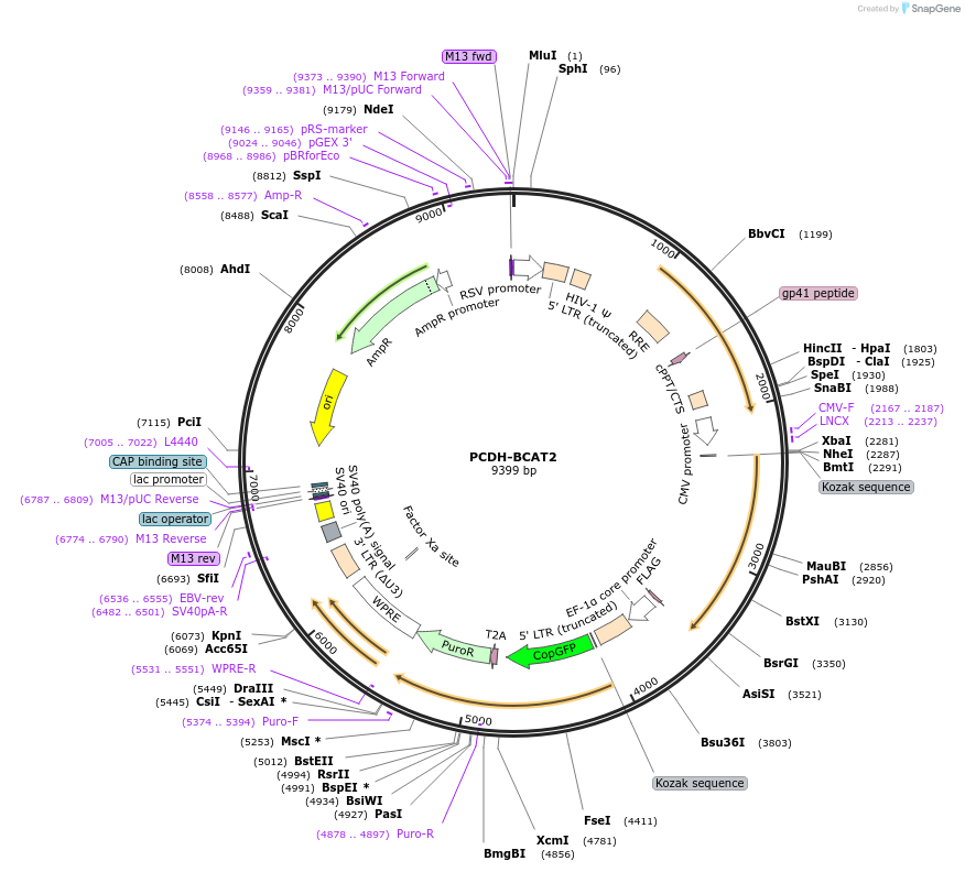 196204-plasmid-map-sequence-id-383812