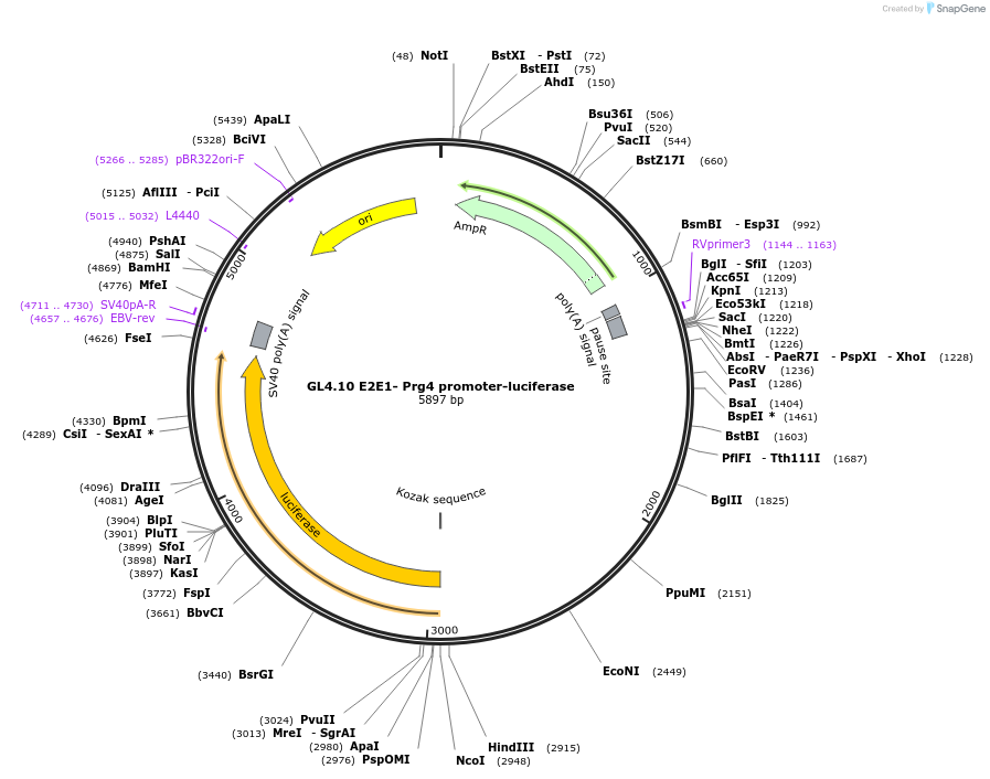 195035-plasmid-map-sequence-id-383820