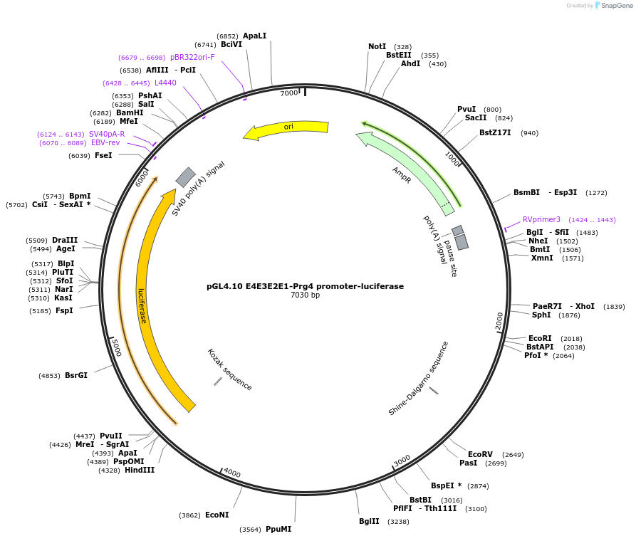195037-plasmid-map-sequence-id-383827