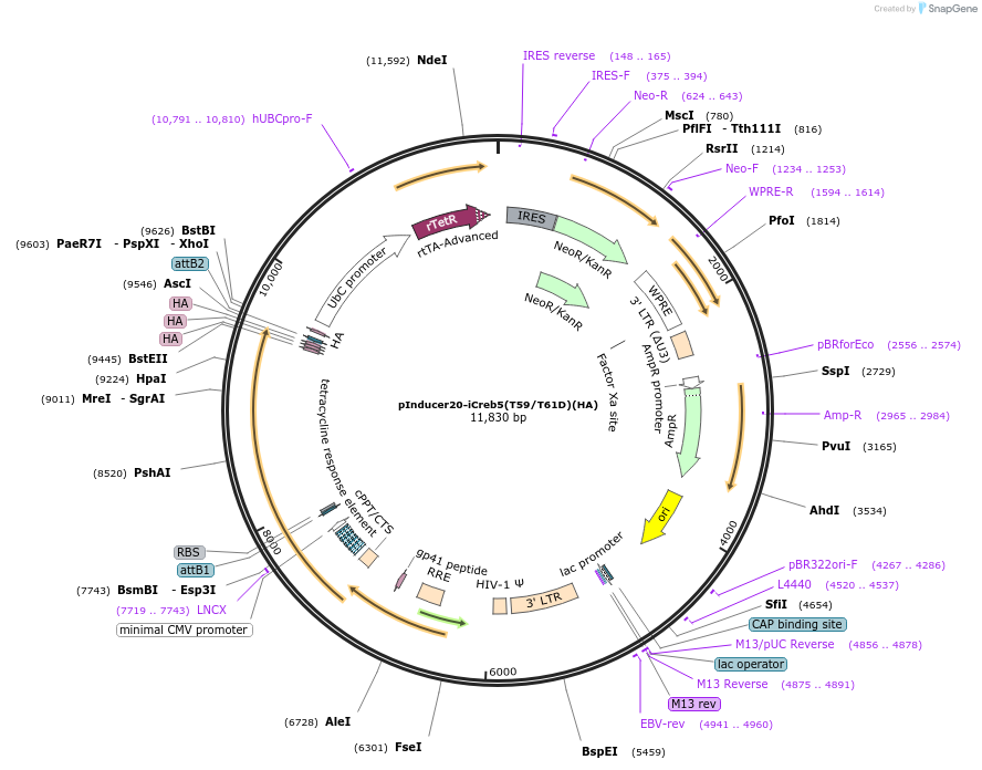 195028-plasmid-map-sequence-id-383834