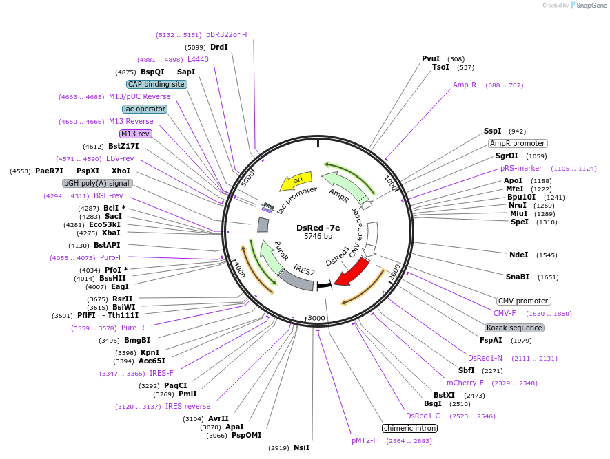 191765-plasmid-map-sequence-id-383843