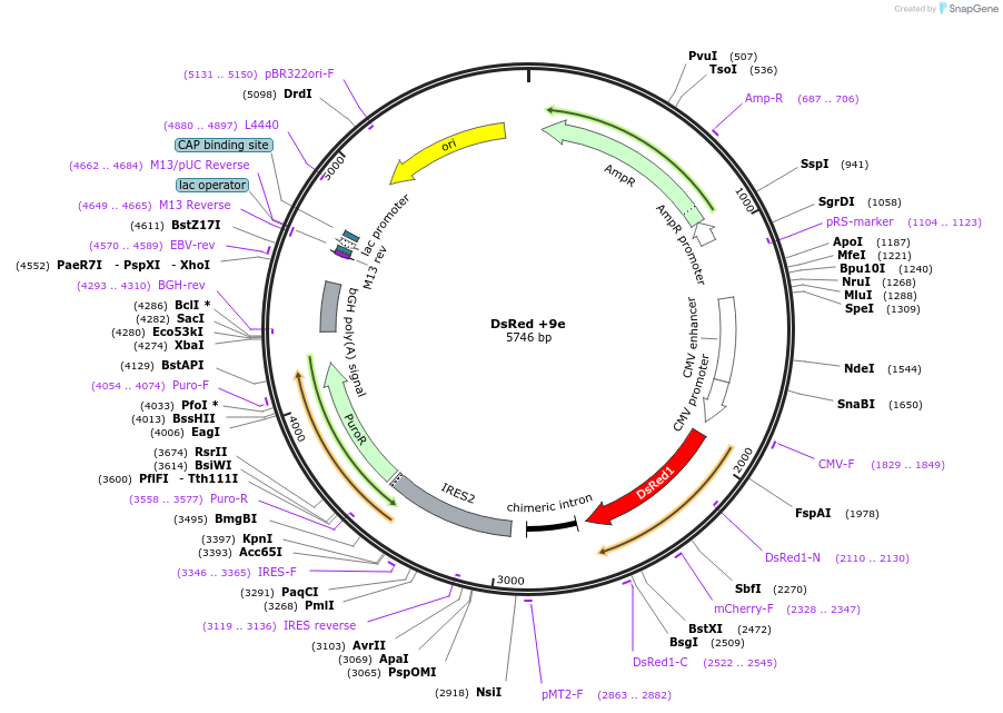 191766-plasmid-map-sequence-id-383844