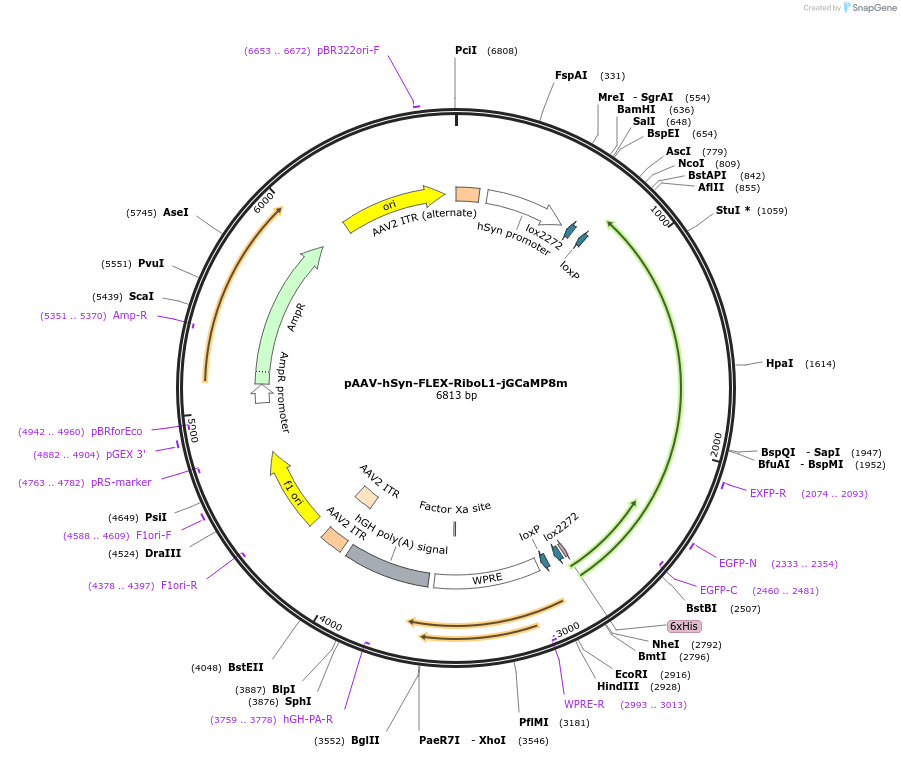 192617-plasmid-map-sequence-id-383852