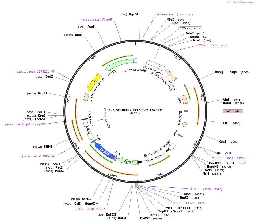 195501-plasmid-map-sequence-id-383853