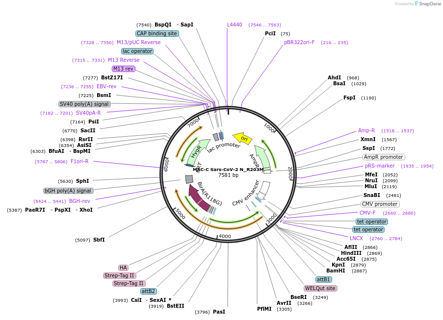 194810-plasmid-map-sequence-id-383884