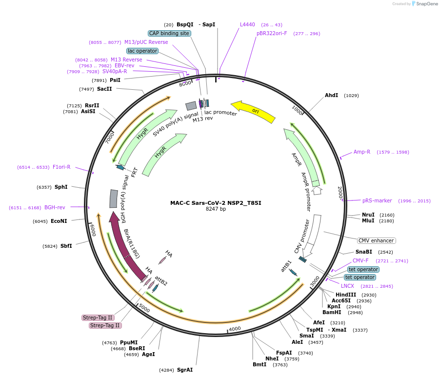 194816-plasmid-map-sequence-id-383887