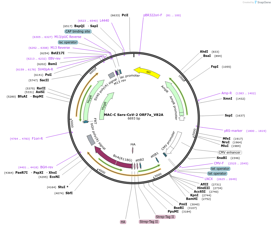 194824-plasmid-map-sequence-id-383895