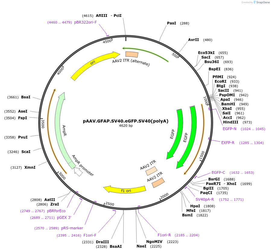 195558-plasmid-map-sequence-id-383896