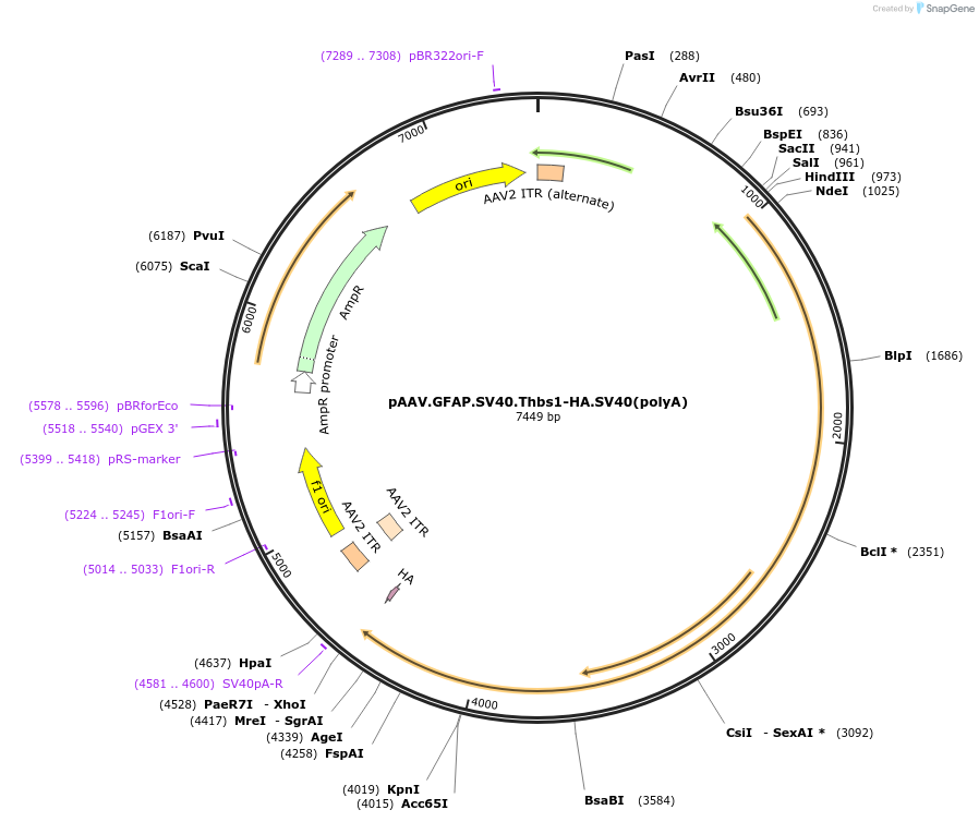 195552-plasmid-map-sequence-id-383897