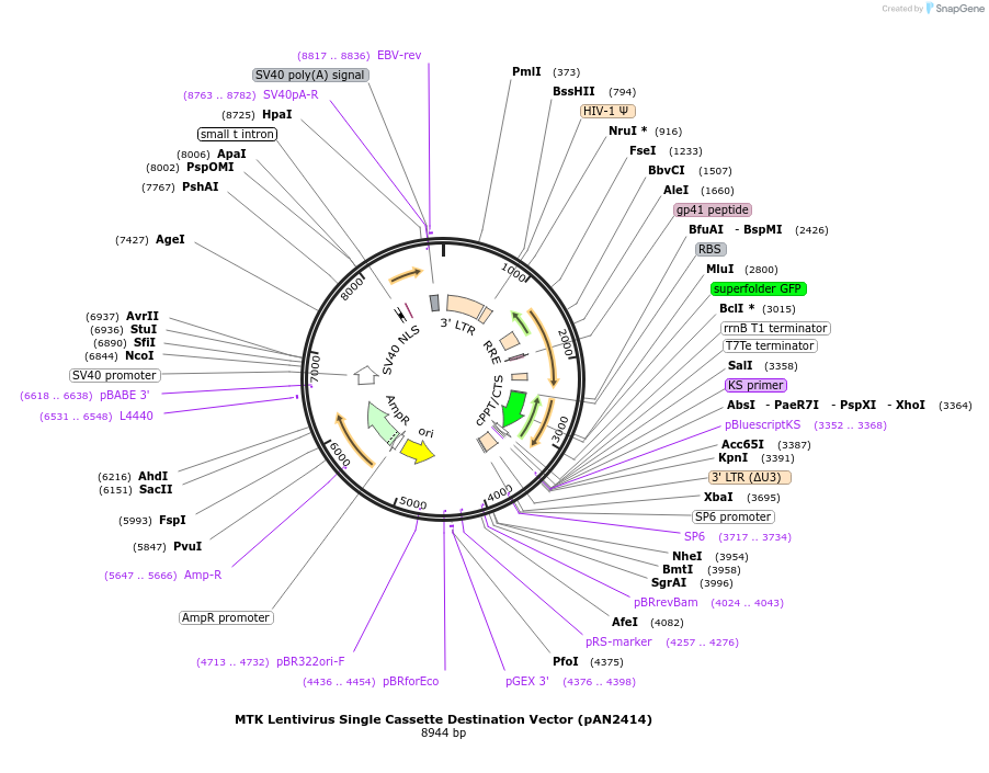194220-plasmid-map-sequence-id-383905