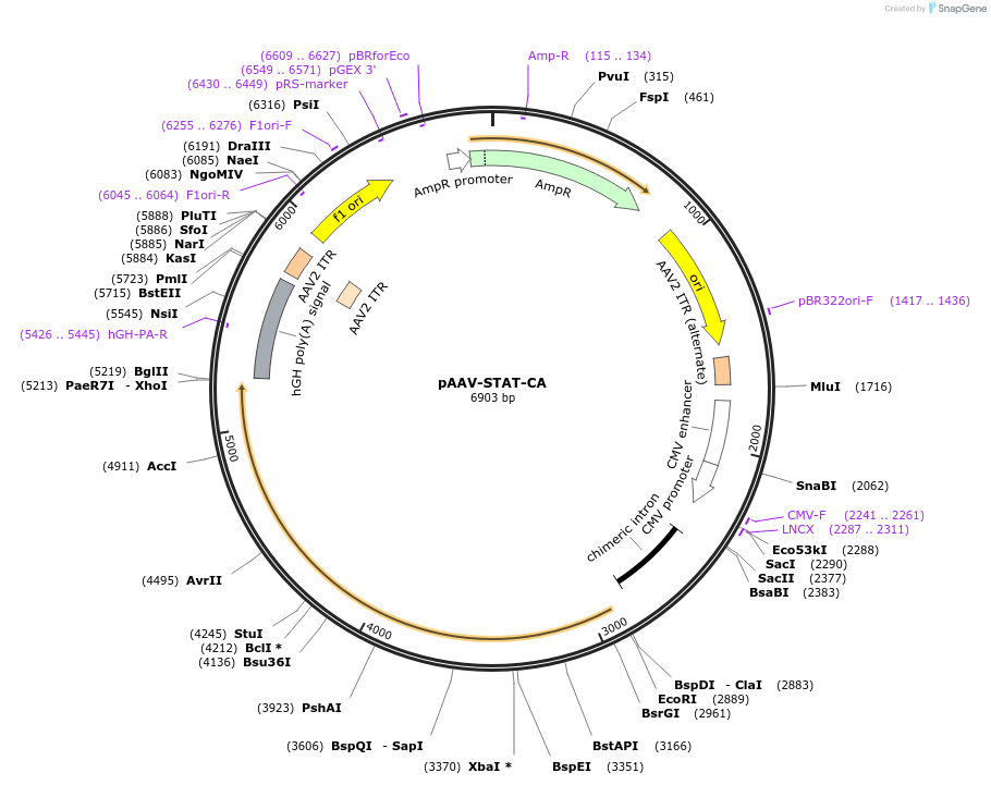 195576-plasmid-map-sequence-id-383906