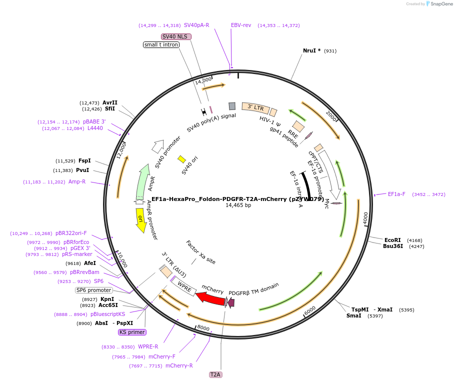 194234-plasmid-map-sequence-id-383907