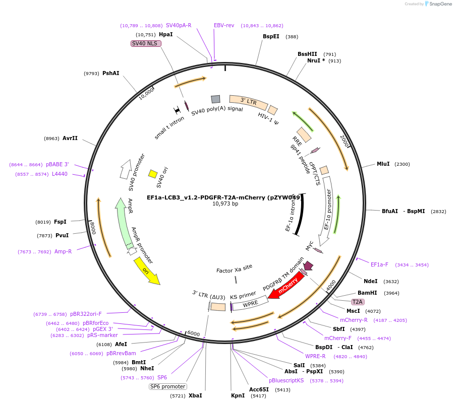 194232-plasmid-map-sequence-id-383910