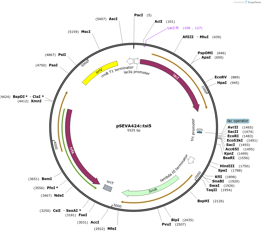 192960-plasmid-map-sequence-id-383920