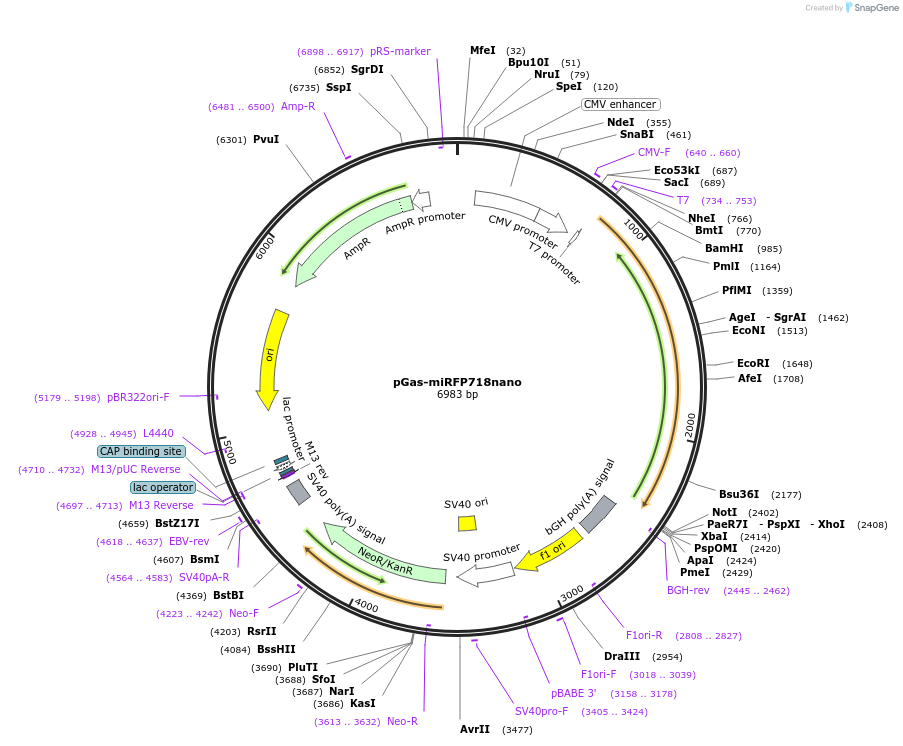 195752-plasmid-map-sequence-id-383922