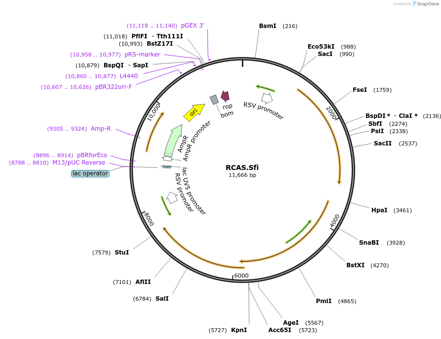 196377-plasmid-map-sequence-id-383926