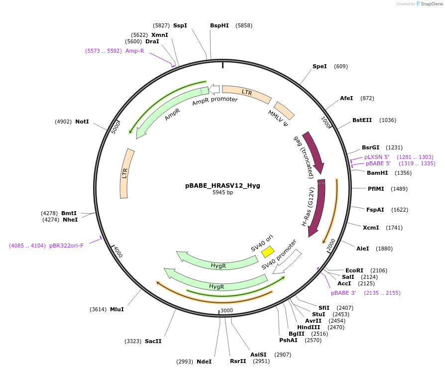 195143-plasmid-map-sequence-id-383927
