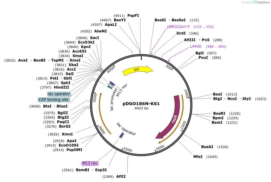 174301-plasmid-map-sequence-id-383928