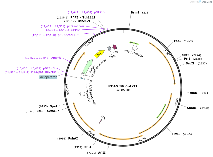 196376-plasmid-map-sequence-id-383929