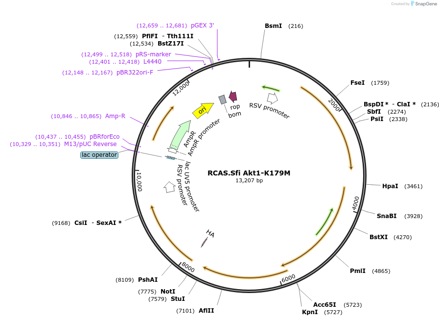 196375-plasmid-map-sequence-id-383933