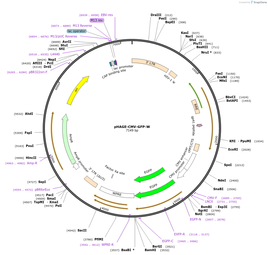 196046-plasmid-map-sequence-id-383936