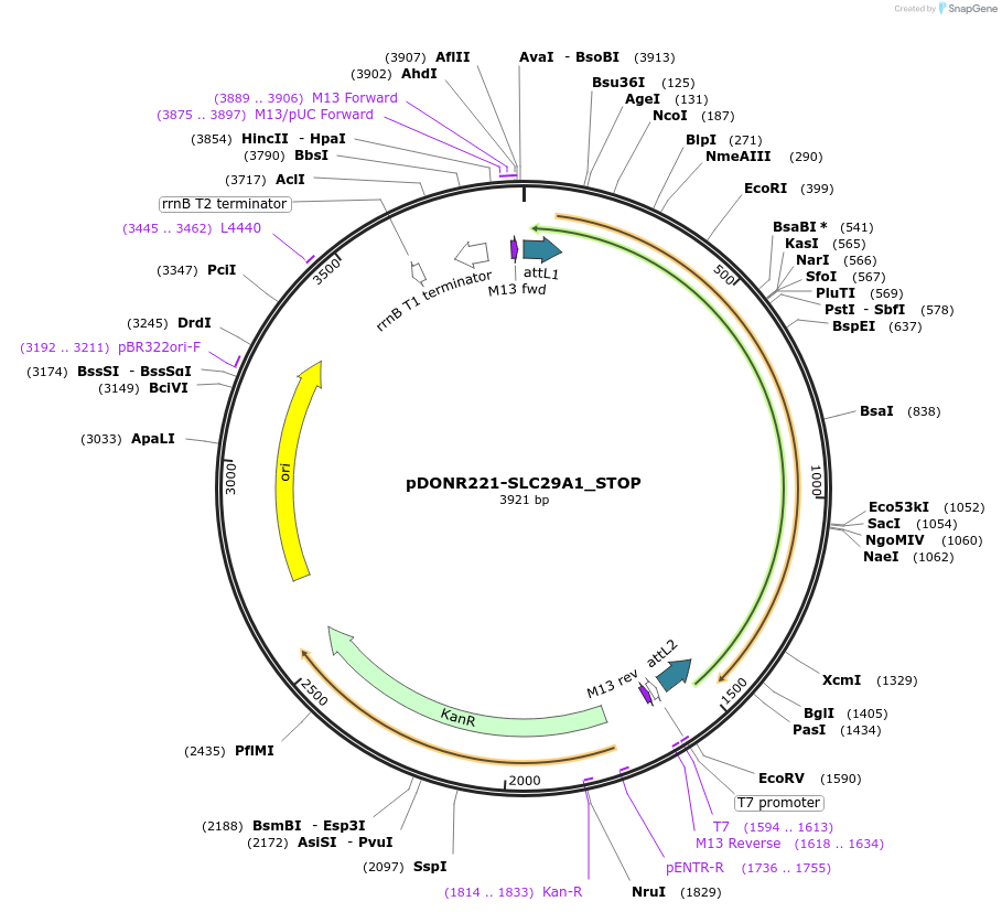 161093-plasmid-map-sequence-id-383938