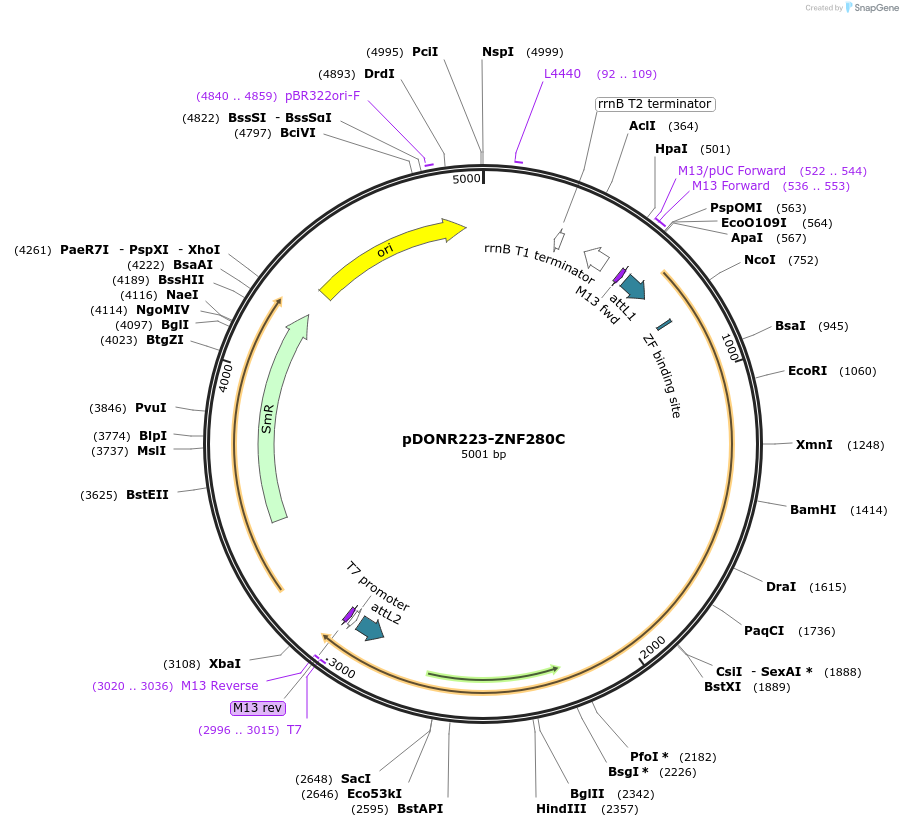 88658-plasmid-map-sequence-id-383940