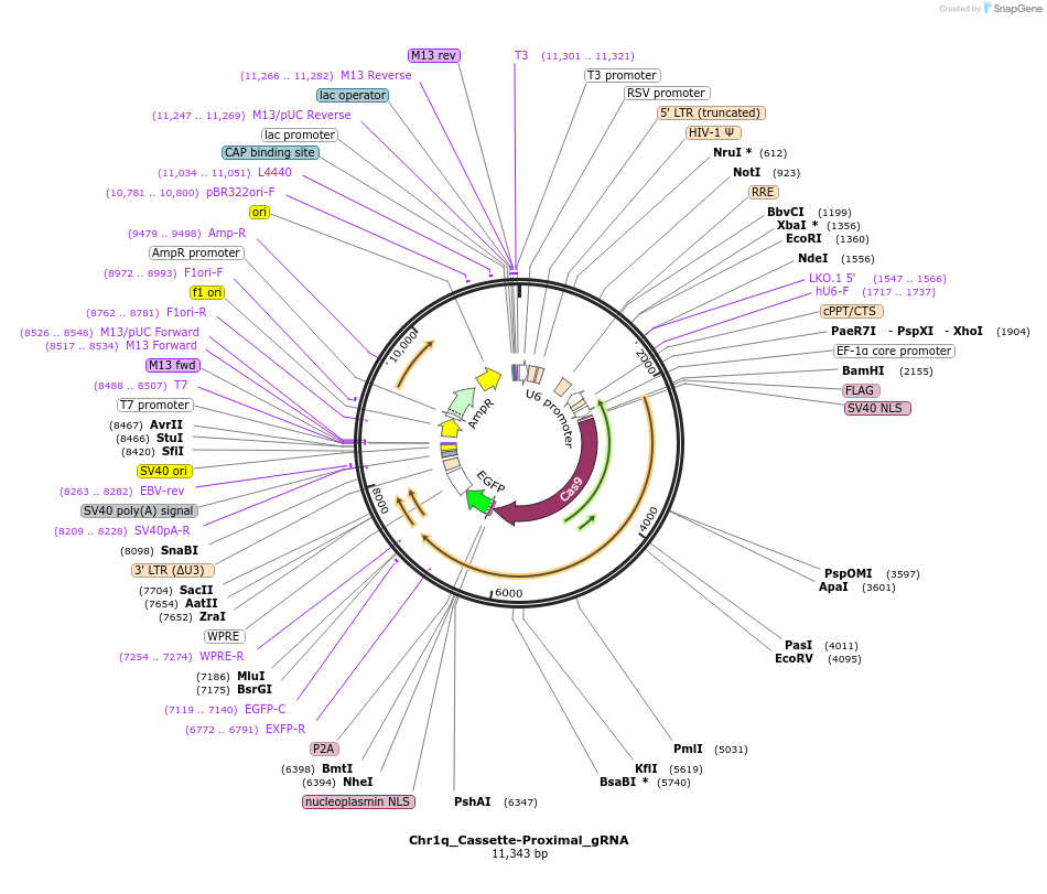 195127-plasmid-map-sequence-id-383941