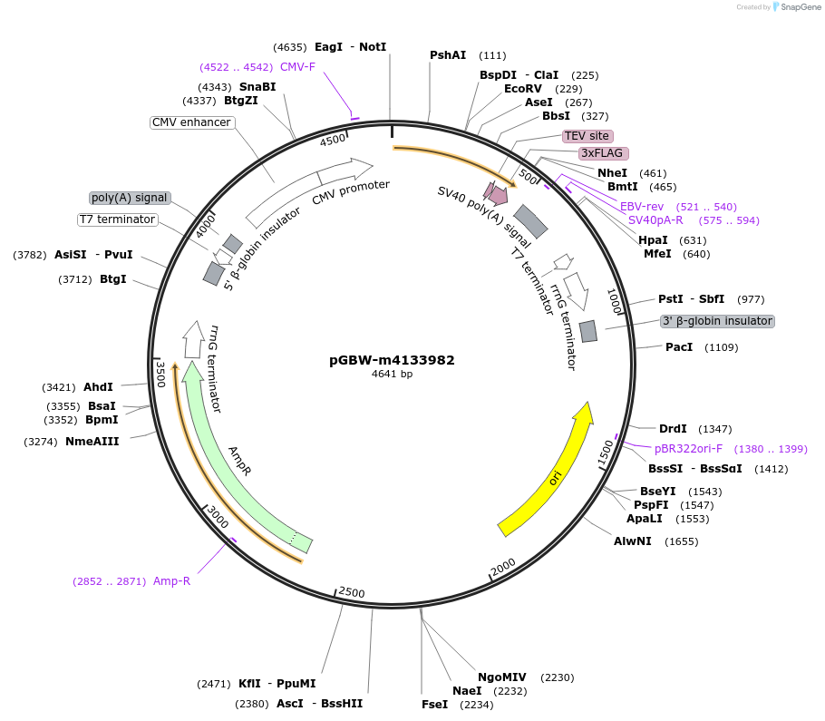 152393-plasmid-map-sequence-id-383942