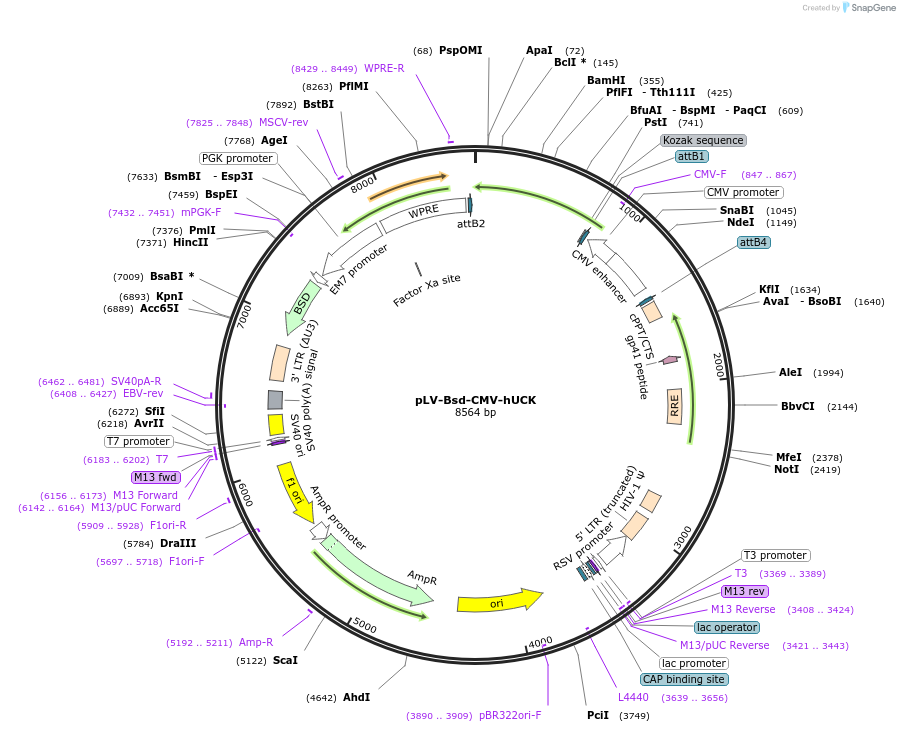 195141-plasmid-map-sequence-id-383943